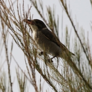 Cracticus torquatus at Hume, ACT - 14 Jun 2021 02:11 PM