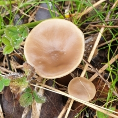 Clitocybe s. l. at Mount Painter - 14 Jun 2021 by drakes