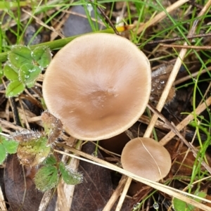 Clitocybe s. l. at Cook, ACT - 14 Jun 2021