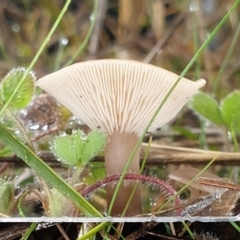 Clitocybe s. l. at Cook, ACT - 14 Jun 2021