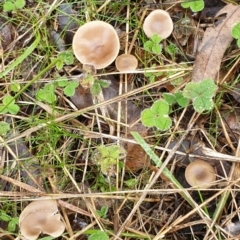 Clitocybe s. l. at Cook, ACT - 14 Jun 2021