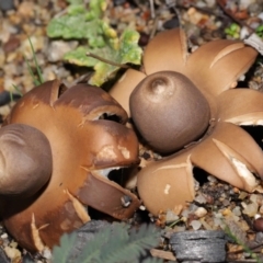 Geastrum sp. (Geastrum sp.) at Downer, ACT - 30 May 2021 by TimL