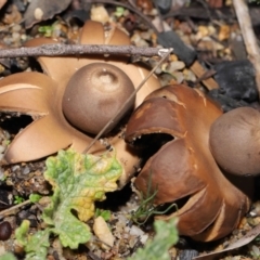 Geastrum sp. at Downer, ACT - 30 May 2021 12:10 PM