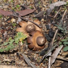 Geastrum sp. at Downer, ACT - 30 May 2021