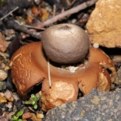 Geastrum sp. at Downer, ACT - 30 May 2021 12:10 PM