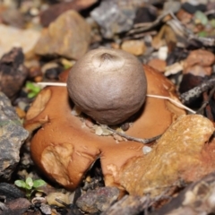 Geastrum sp. at Downer, ACT - 30 May 2021 12:10 PM