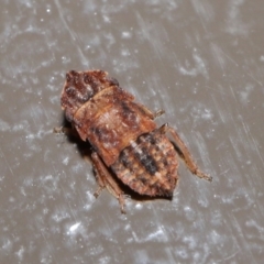 Unidentified Leafhopper & planthopper (Hemiptera, several families) at Acton, ACT - 28 May 2021 by TimL