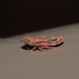 Stenocotini sp. (tribe) at Acton, ACT - 28 May 2021 01:59 PM