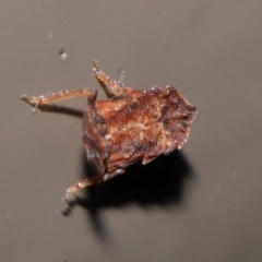 Stenocotini sp. (tribe) at Acton, ACT - 28 May 2021 01:59 PM