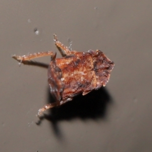 Stenocotini sp. (tribe) at Acton, ACT - 28 May 2021 01:59 PM