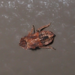 Stenocotini sp. (tribe) at Acton, ACT - 28 May 2021 01:59 PM