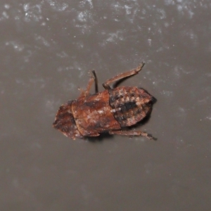 Stenocotini sp. (tribe) at Acton, ACT - 28 May 2021 01:59 PM