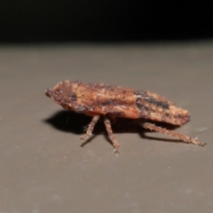 Stenocotini sp. (tribe) at Acton, ACT - 28 May 2021 01:59 PM