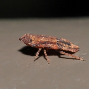 Stenocotini sp. (tribe) at Acton, ACT - 28 May 2021 01:59 PM
