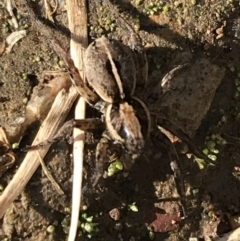 Lycosidae (family) (Wolf spider) at Lyneham, ACT - 8 Jun 2021 by Tapirlord