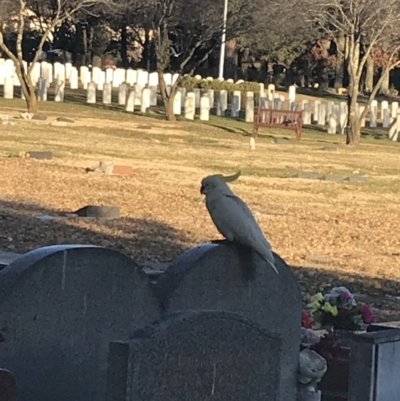 Cacatua galerita (Sulphur-crested Cockatoo) at Phillip, ACT - 8 Jun 2021 by Tapirlord