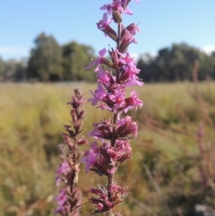 Lythrum salicaria (Purple Loosestrife) at Isabella Plains, ACT - 4 Apr 2021 by michaelb