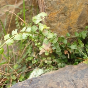 Asplenium flabellifolium at Goulburn, NSW - 15 Jun 2021