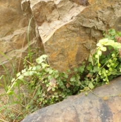 Asplenium flabellifolium at Goulburn, NSW - 15 Jun 2021