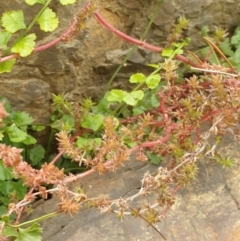 Crassula sieberiana (Austral Stonecrop) at Goulburn, NSW - 15 Jun 2021 by Rixon