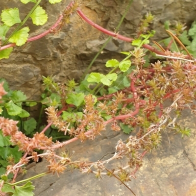 Crassula sieberiana (Austral Stonecrop) at Goulburn, NSW - 15 Jun 2021 by Rixon