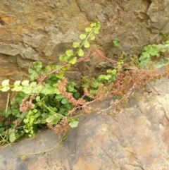 Crassula sieberiana at Goulburn, NSW - 15 Jun 2021 01:42 PM