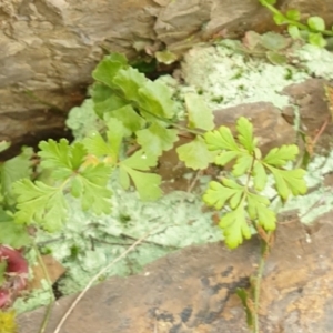 Cheilanthes sp. at Goulburn, NSW - 15 Jun 2021 01:43 PM