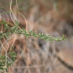 Cheilanthes sieberi subsp. sieberi (Narrow Rock Fern) at Goulburn, NSW - 15 Jun 2021 by Rixon