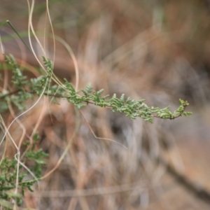 Cheilanthes sieberi subsp. sieberi at Goulburn, NSW - 15 Jun 2021 03:01 PM