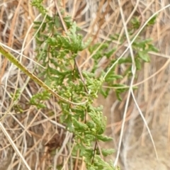 Cheilanthes sieberi subsp. sieberi at Goulburn, NSW - 15 Jun 2021 03:01 PM