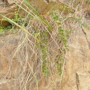 Cheilanthes sieberi subsp. sieberi at Goulburn, NSW - 15 Jun 2021 03:01 PM