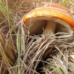 Amanita muscaria (Fly Agaric) at Goulburn, NSW - 15 Jun 2021 by Rixon