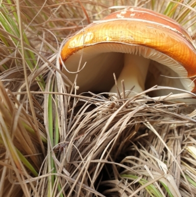 Amanita muscaria (Fly Agaric) at Goulburn, NSW - 15 Jun 2021 by Rixon