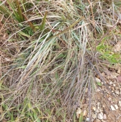 Themeda triandra at Goulburn, NSW - 15 Jun 2021 12:48 PM