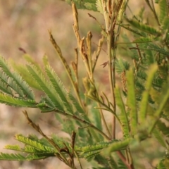 Acacia mearnsii (Black Wattle) at Goulburn, NSW - 15 Jun 2021 by Rixon