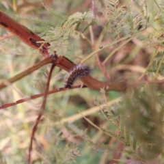 Anthela acuta (Common Anthelid) at Goulburn, NSW - 15 Jun 2021 by Rixon