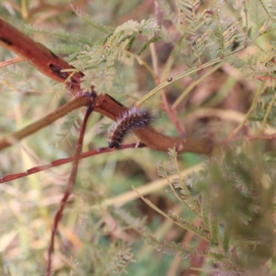 Anthela acuta (Common Anthelid) at Goulburn, NSW - 15 Jun 2021 by Rixon