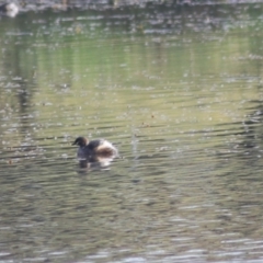 Tachybaptus novaehollandiae at Goulburn, NSW - 15 Jun 2021