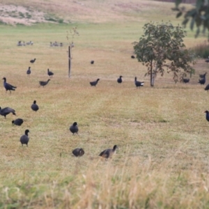 Fulica atra at Goulburn, NSW - 15 Jun 2021