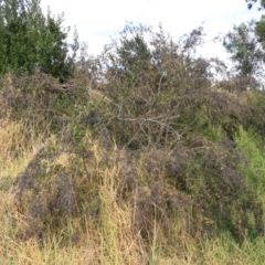 Ligustrum sinense (Narrow-leaf Privet, Chinese Privet) at Goulburn, NSW - 15 Jun 2021 by Rixon