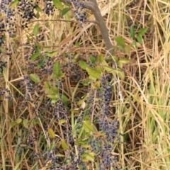 Ligustrum sinense at Goulburn, NSW - 15 Jun 2021 01:30 PM