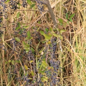 Ligustrum sinense at Goulburn, NSW - 15 Jun 2021 01:30 PM