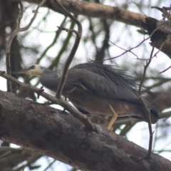 Egretta novaehollandiae (White-faced Heron) at Goulburn, NSW - 15 Jun 2021 by Rixon