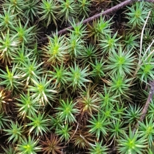 Polytrichaceae at Kaleen, ACT - 15 Jun 2021