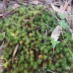 Polytrichaceae at Kaleen, ACT - 15 Jun 2021