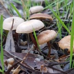 Unidentified Cap on a stem; gills below cap [mushrooms or mushroom-like] at Kaleen, ACT - 15 Jun 2021 by tpreston