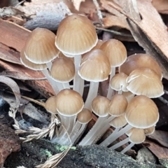 Mycena sp. (Mycena) at Crace, ACT - 15 Jun 2021 by trevorpreston