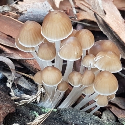 Mycena sp. (Mycena) at Gungaderra Grasslands - 15 Jun 2021 by trevorpreston