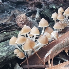 Mycena sp. at Crace, ACT - 15 Jun 2021 03:51 PM