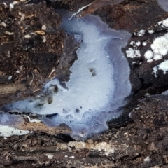 Corticioid fungi at Gungaderra Grasslands - 15 Jun 2021 by trevorpreston